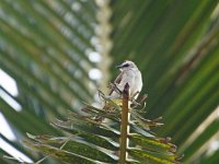 Bulbul yellow vented 2